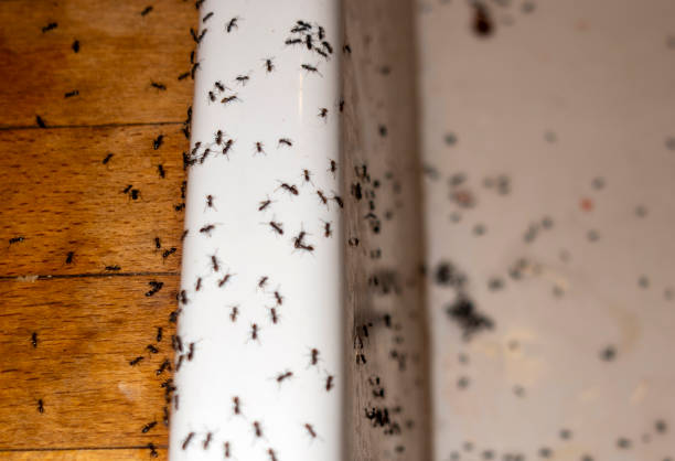 Best Pest Inspection Near Me  in Morrisville, VT